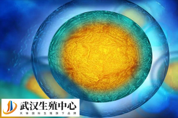 做试管要减肥多少斤