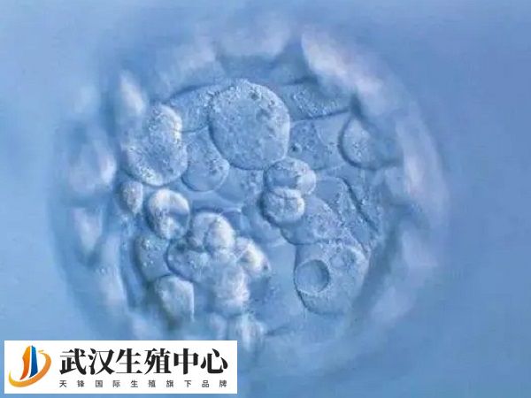 胚胎碎片多是男方还是女方的问题