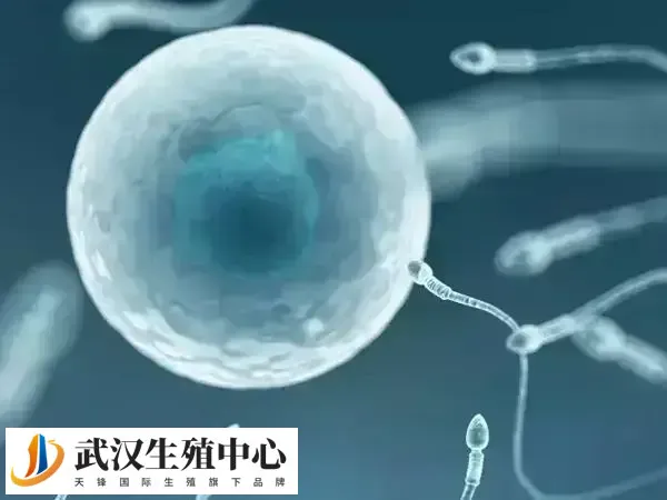 试管婴儿孕四月胎停育的原因是什么