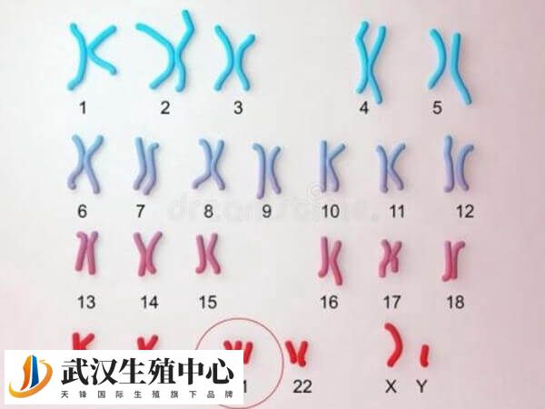 胚胎整倍体+16是什么意思