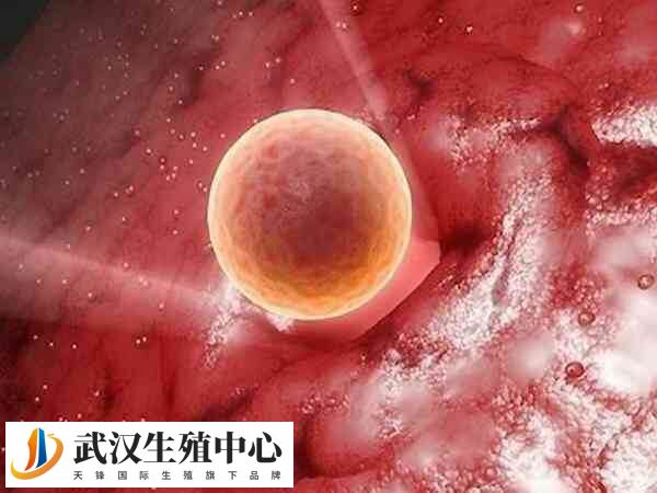 钙离子激活后胚胎移植步骤是什么