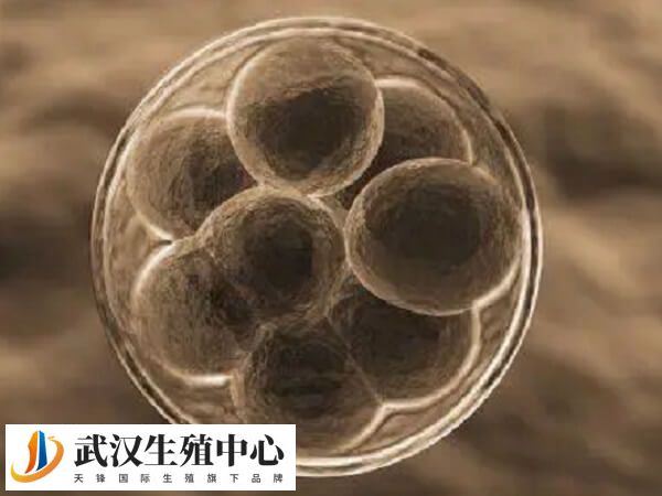 胚胎自动孵化跟辅助有什么不同