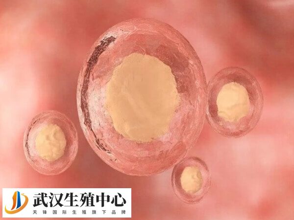 卵泡为什么黄素化