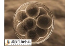 胚胎自动孵化跟辅助有什么不同